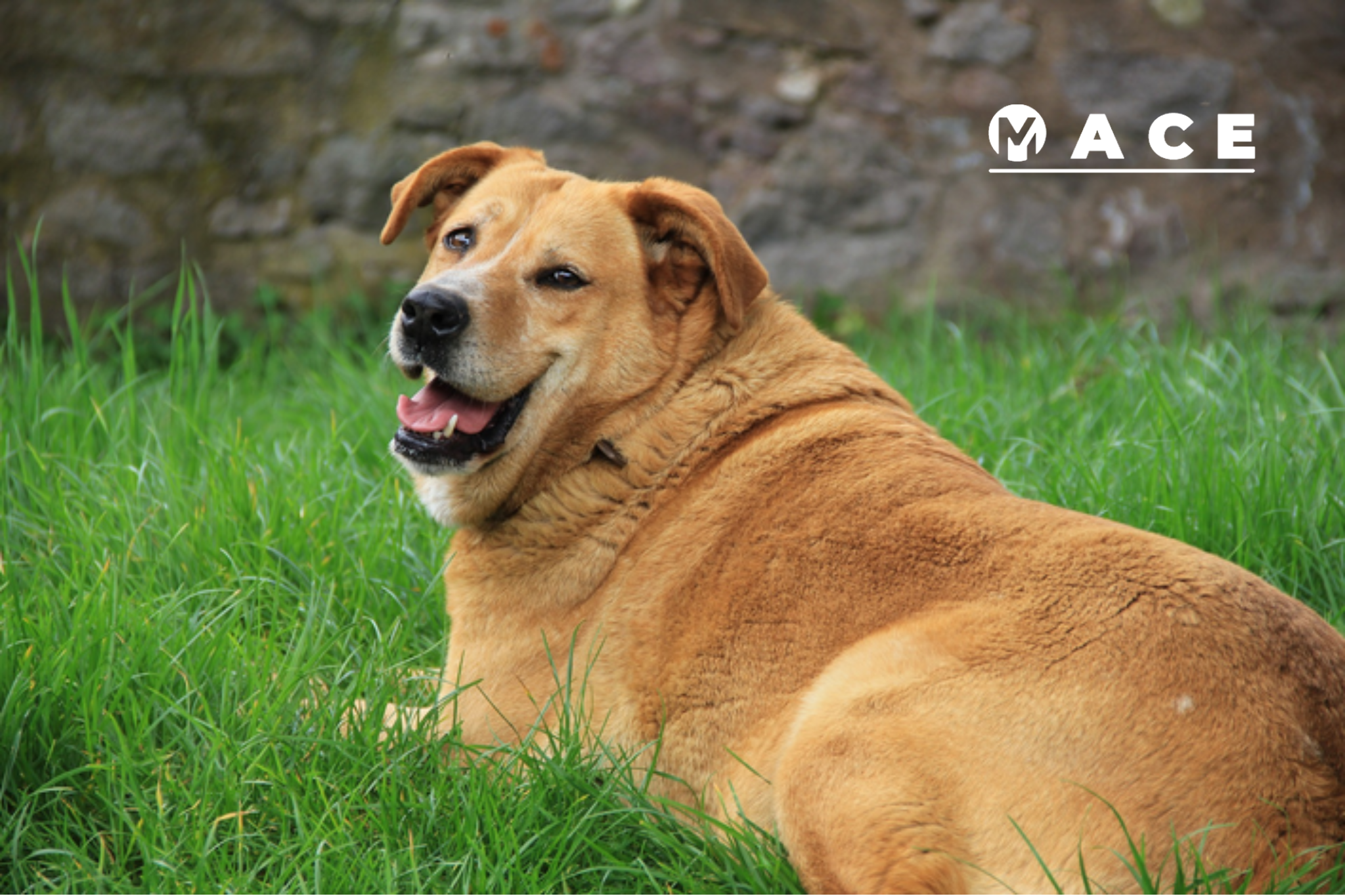 Do sofá ao parque: descubra como manter seu pet ativo e longe da obesidade.