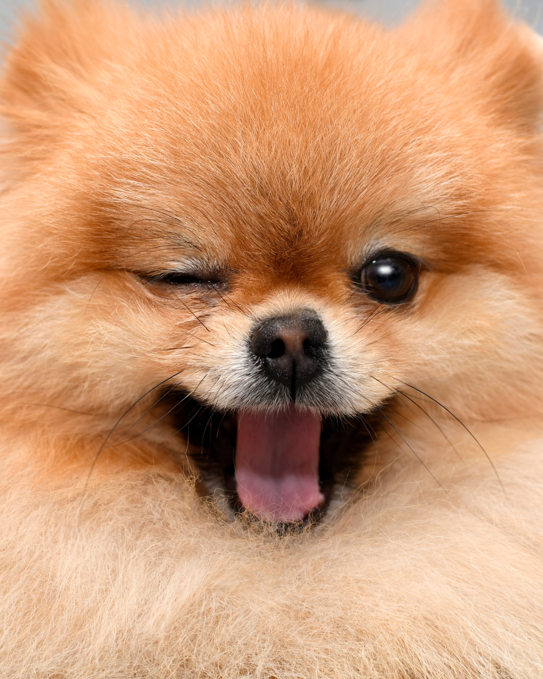 Assistência Pet MAG